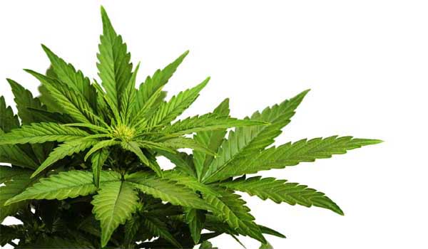 CBD wholesale CBD supplier CBD manufacturers,HEMP wholesale HEMP supplier HEMP manufacturers,MCT wholesale MCT supplier MCT manufacturers,